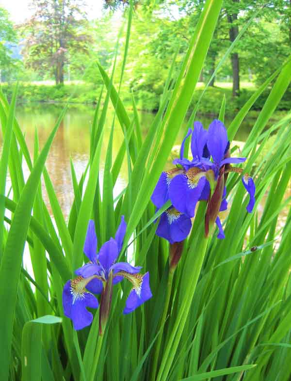 Irises by lake. Flower remedies are a popular Botanical Medicine modality.