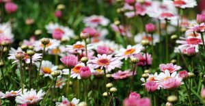 Marguerite Daisies- Iris Healing Arts-Contact Fees and Scheduling