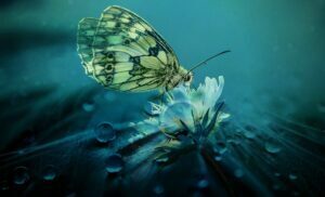 Butterfly on flower symbolizes the transformative power of working with dreams and intuition.