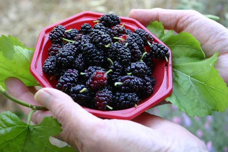 Hands holding bowl of berries. Holistic nutrition helps us make healthy food choices.