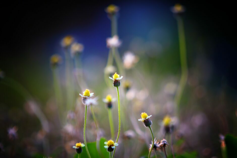 Budding flowers represent growing at our own pace in therapy with Deborah Lee.