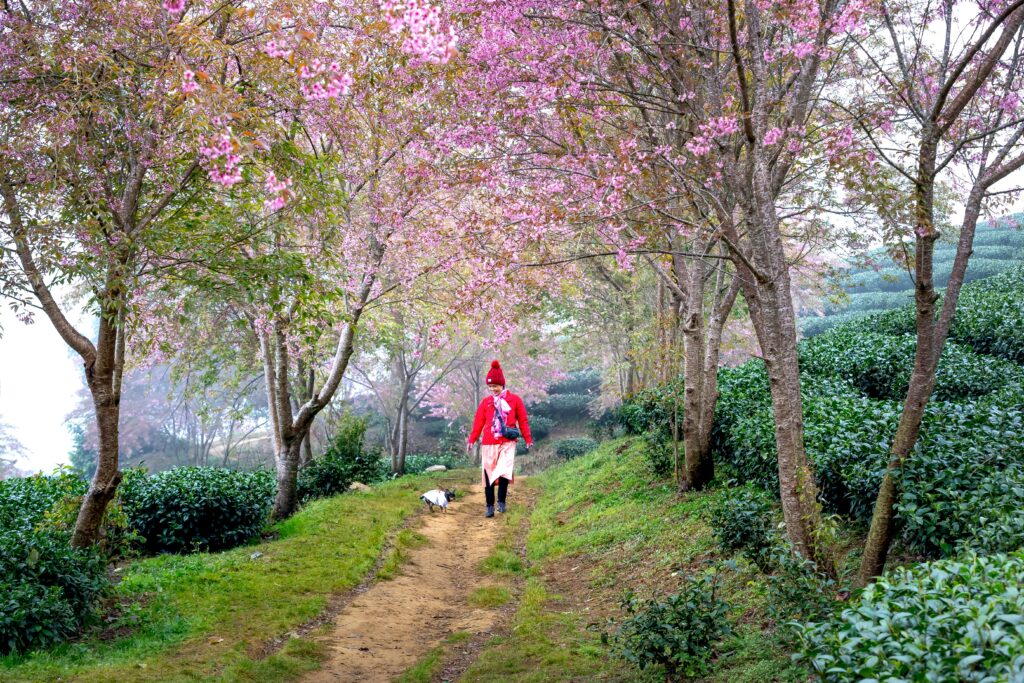 Walking a dog in nature promotes wellness.
