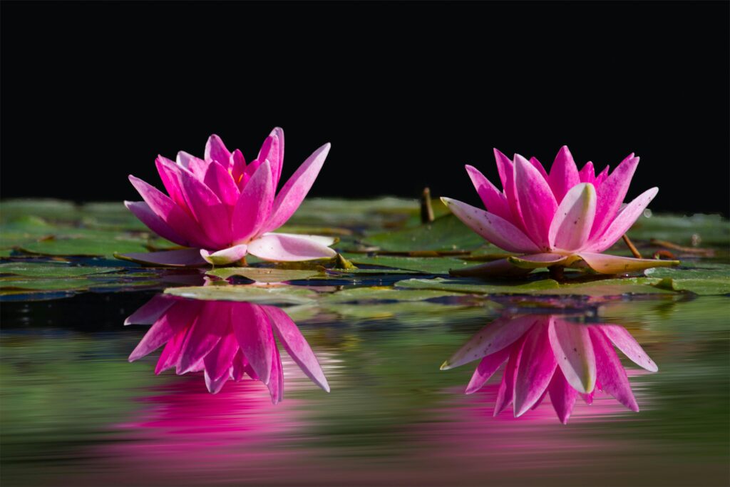 Two pink lotus flowers representing healing in therapy with Deborah Lee.
