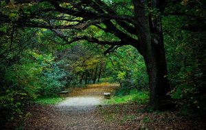 A meditation bench in the woods is great for spiritual practices.