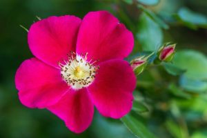 Wild red rose